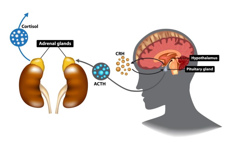 The Brain CEO: Why Intelligence is Your Ultimate Longevity Manager