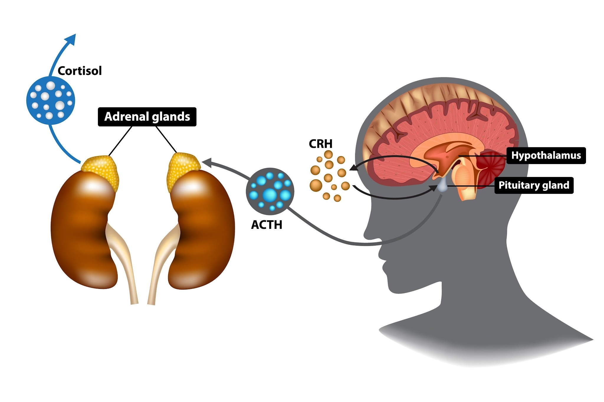The Brain CEO: Why Intelligence is Your Ultimate Longevity Manager